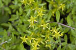 Stringy stonecrop